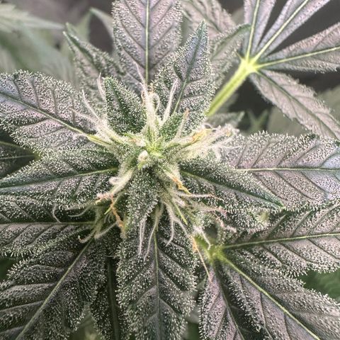 Auto Orange Bud growlog timeline photo