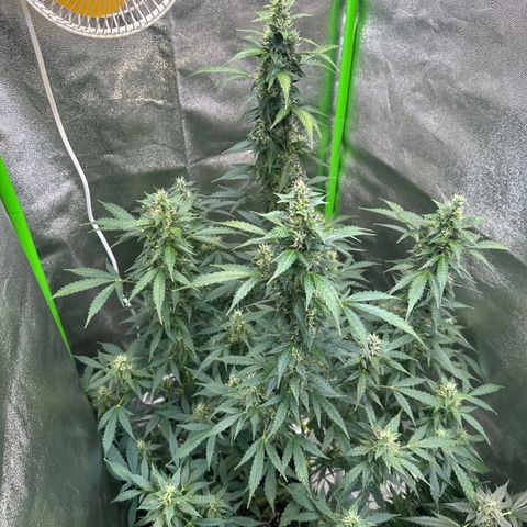 Lemon Haze Auto growlog timeline photo