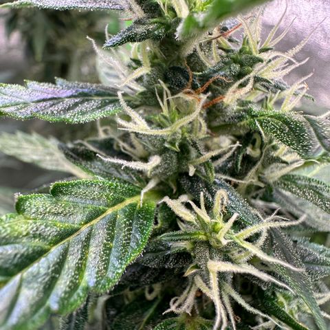 Lemon Haze Auto growlog timeline photo