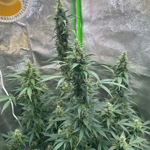 Lemon Haze Auto growlog timeline photo