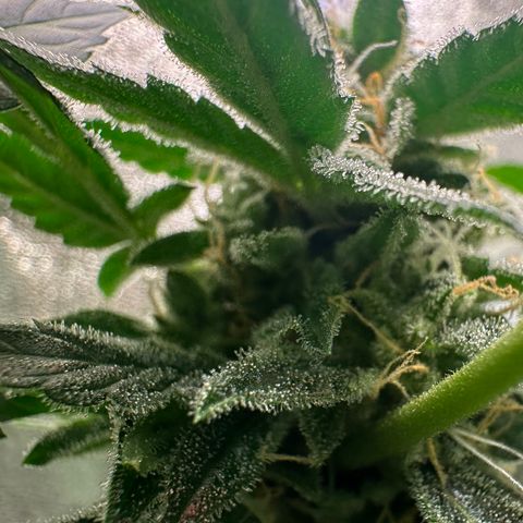 Auto Orange Bud growlog timeline photo