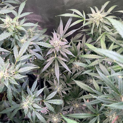 Auto Orange Bud growlog timeline photo