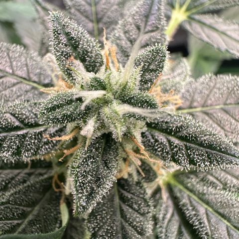 Auto Orange Bud growlog timeline photo