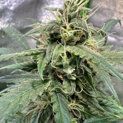 Watermelon Zkittlez Auto growlog timeline photo