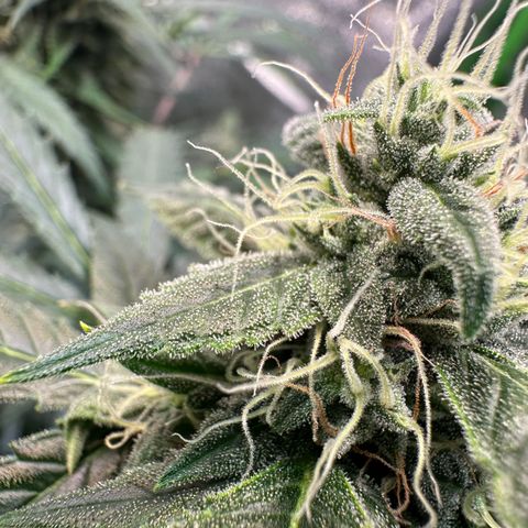Watermelon Zkittlez Auto growlog timeline photo