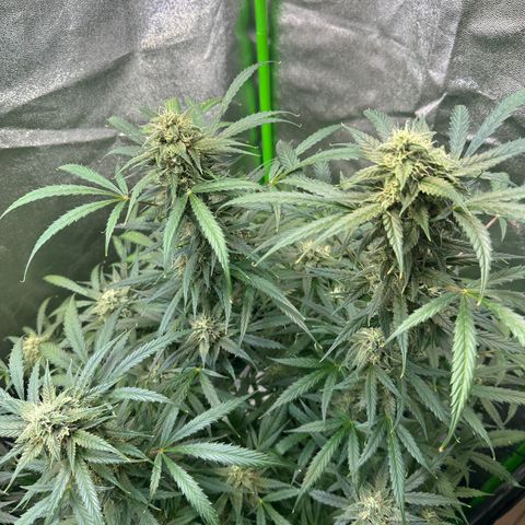 Watermelon Zkittlez Auto growlog timeline photo