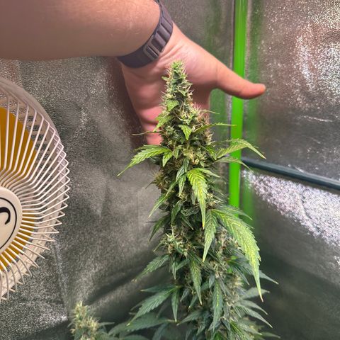 Lemon Haze Auto growlog timeline photo