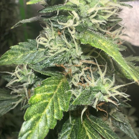 Lemon Haze Auto growlog timeline photo