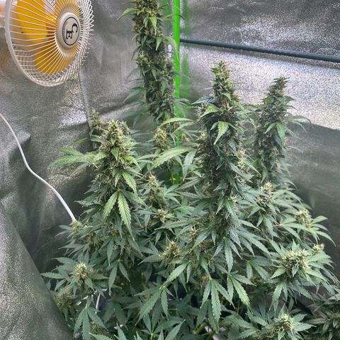 Lemon Haze Auto growlog timeline photo