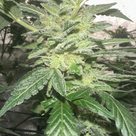 Auto Orange Bud growlog timeline photo