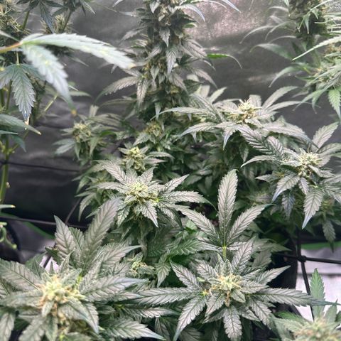 Auto Orange Bud growlog timeline photo