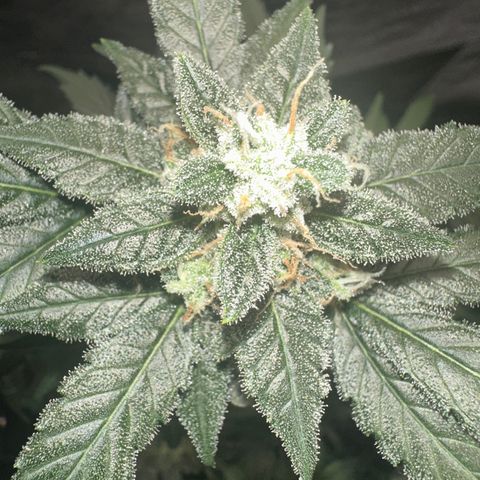 Auto Orange Bud growlog timeline photo