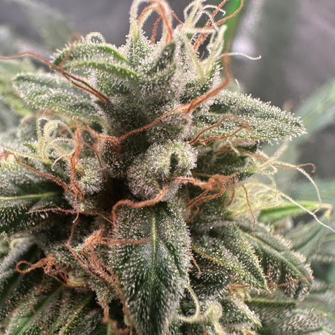 Watermelon Zkittlez Auto growlog timeline photo