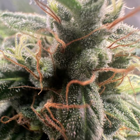 Watermelon Zkittlez Auto growlog timeline photo