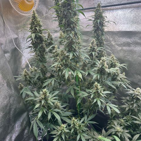 Lemon Haze Auto growlog timeline photo