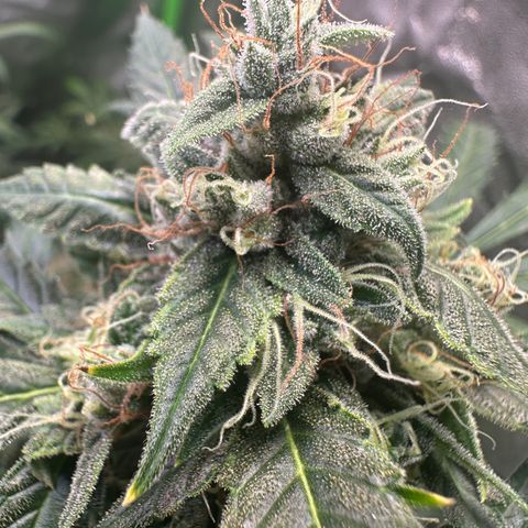 Watermelon Zkittlez Auto growlog timeline photo