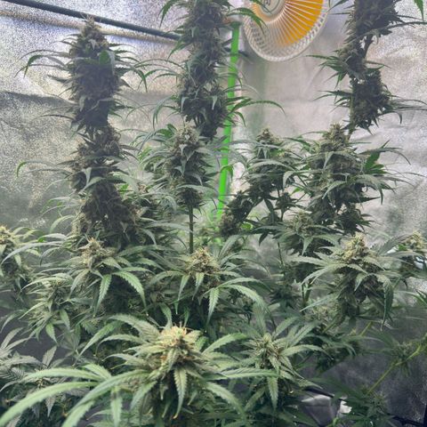 Watermelon Zkittlez Auto growlog timeline photo