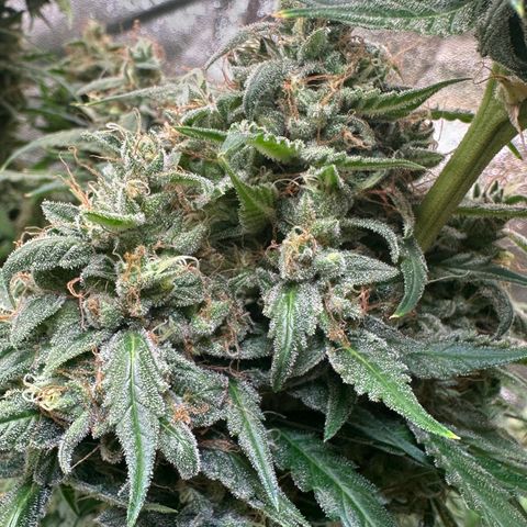 Watermelon Zkittlez Auto growlog timeline photo
