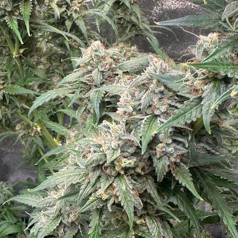 Watermelon Zkittlez Auto growlog timeline photo
