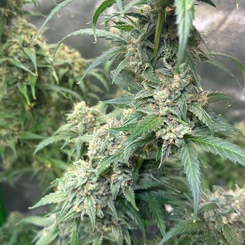 Watermelon Zkittlez Auto growlog timeline photo
