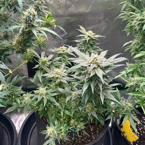 Auto Orange Bud growlog timeline photo