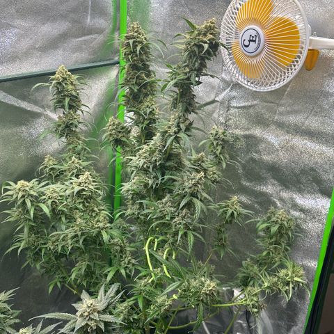 Lemon Haze Auto growlog timeline photo