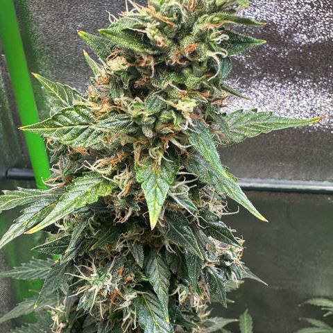 Lemon Haze Auto growlog timeline photo