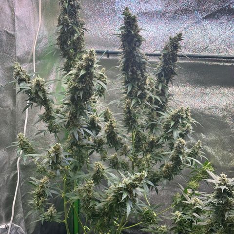 Lemon Haze Auto growlog timeline photo