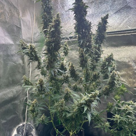Lemon Haze Auto growlog timeline photo