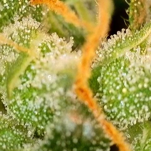 Lemon Haze Auto growlog timeline photo
