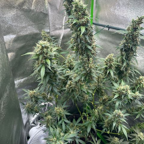 Lemon Haze Auto growlog timeline photo