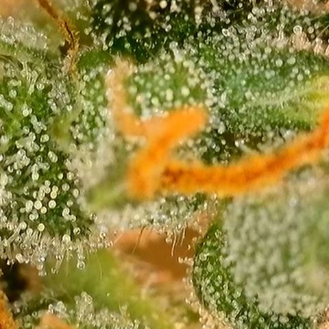 Lemon Haze Auto growlog timeline photo