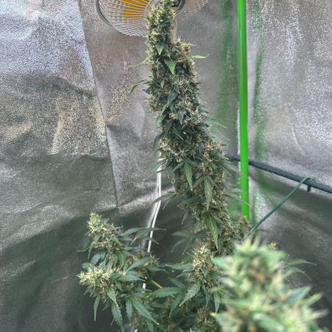 Lemon Haze Auto growlog timeline photo