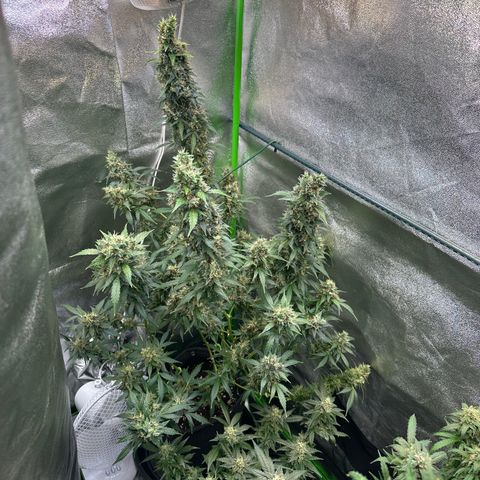 Lemon Haze Auto growlog timeline photo