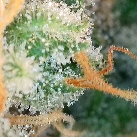Auto Orange Bud growlog timeline photo