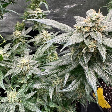 Auto Orange Bud growlog timeline photo