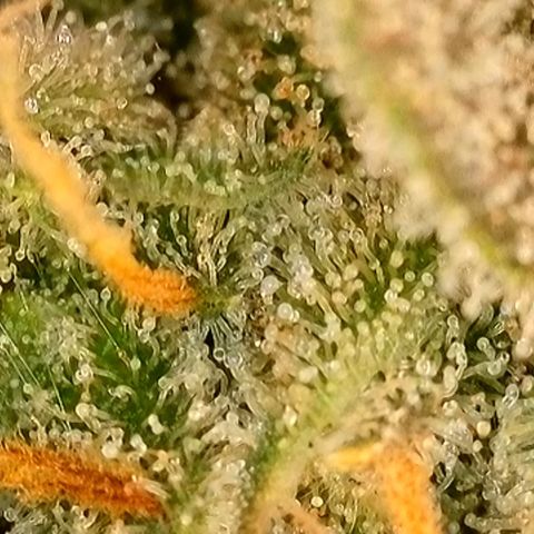 Auto Orange Bud growlog timeline photo