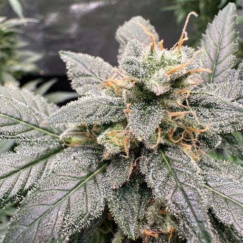 Auto Orange Bud growlog timeline photo