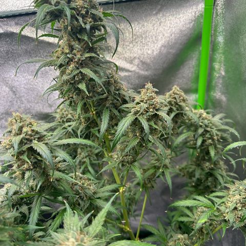 Watermelon Zkittlez Auto growlog timeline photo