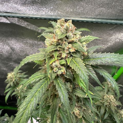 Watermelon Zkittlez Auto growlog timeline photo