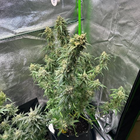 Watermelon Zkittlez Auto growlog timeline photo