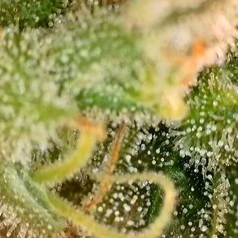 Watermelon Zkittlez Auto growlog timeline photo