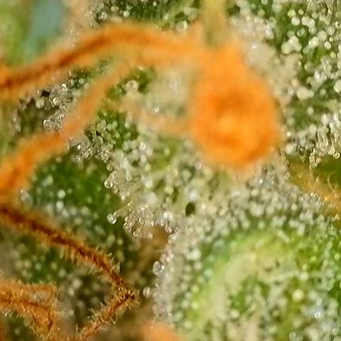 Watermelon Zkittlez Auto growlog timeline photo