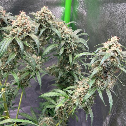 Watermelon Zkittlez Auto growlog timeline photo