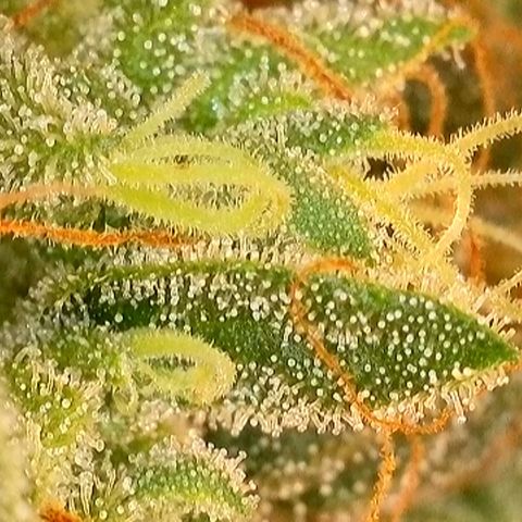 Watermelon Zkittlez Auto growlog timeline photo