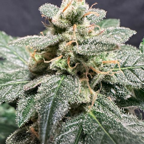 Auto Orange Bud growlog timeline photo