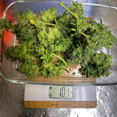 Auto Orange Bud growlog timeline photo