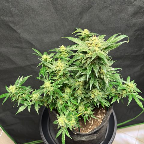 Auto Orange Bud growlog timeline photo