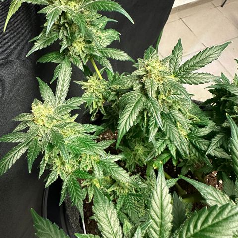 Auto Orange Bud growlog timeline photo