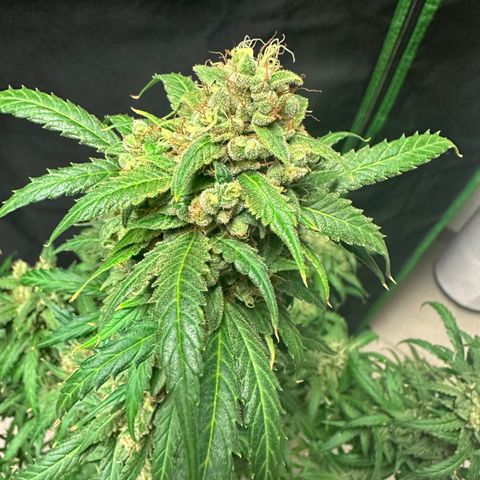 Watermelon Zkittlez Auto growlog timeline photo